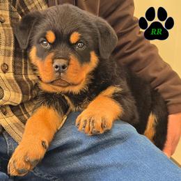 Roxy - Black and mahogany female Rottweiler puppy in Tangent, Oregon from Raya's Royals