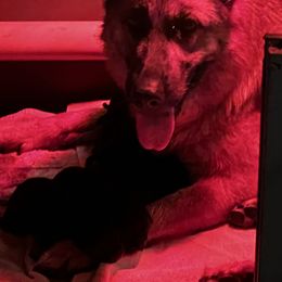 Boy  3 pick - Black and tan male German Shepherd puppy in La Salle, Colorado from Pure Heart German shepherds