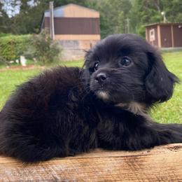 Jewel - Black female Poodle puppy in Alpine, Alabama from Alpine Acres Poodles