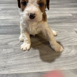 Rocky - Blenheim male Cavapoo puppy in Osseo, Michigan from Smiths Fluffy butts