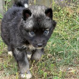 Montana - Agouti and white female Siberian Husky puppy in Warrenville, South Carolina from WinterCrest Siberian Huskies