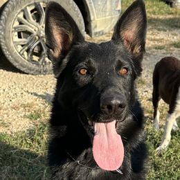 Storm - German Shepherd