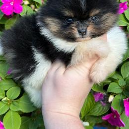 Wish - Black and tan parti female Pomeranian puppy in Newark, Ohio from Keeperofstars Pomeranians