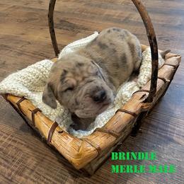 Great Dane Puppies from Andrea Aldrich's Great Danes