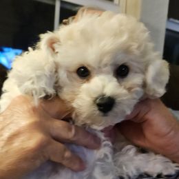 Bichon Frise Puppies from Blooming Bichons