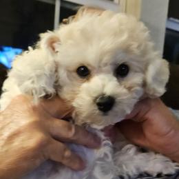 Bichon Frise Puppies from Blooming Bichons