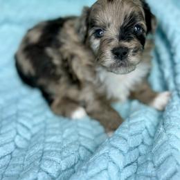 Cruz - Blue merle male Aussiedoodle puppy in Science Hill, Kentucky from Southern Paws Kennels