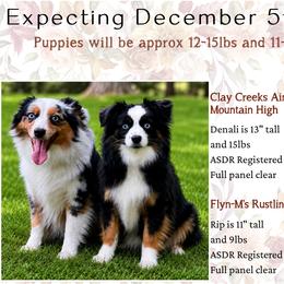Toy Australian Shepherd puppies from Dusty Spring Australian Shepherds, LLC