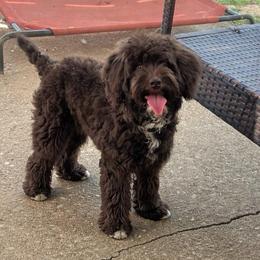 Lulu: fully vaccinated - Brown white and tan female Cockapoo puppy in Richmond, Kentucky from The Doting Doodle