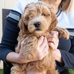 Walnut - Apricot male Goldendoodle puppy in Roy, Utah from Doodles are Amazing
