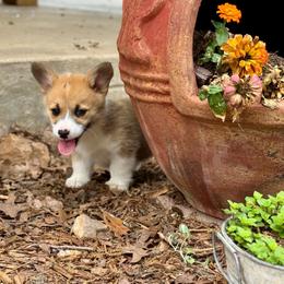 Truus - Red female Pembroke Welsh Corgi puppy in Brashear, Texas from Sherwood Acres Pembrokes