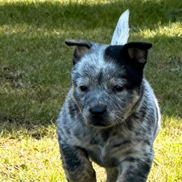 Confetti Runt girl 3800 - Blue mottled female Australian Cattle Dog puppy in Kalispell, Montana from BTR Australian Cattle Dogs