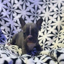 Pickles - Blue male French Bulldog puppy in Gerber, California from In The Zone Dog Training and Breeding