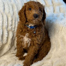 Huntington - Red  male Goldendoodle puppy in La Verne, California from Marshall Goldendoodles
