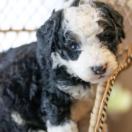 Spade - Black and white male Bernedoodle puppy in Crete, Nebraska from Doodles & Co