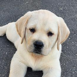 Yellow Male - Yellow male Labrador Retriever puppy in Yelm, Washington from Prince Labradors
