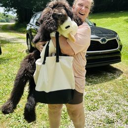 Assorted Doodle Crosses and Sheepadoodle Puppies from Sweet Creek Pups