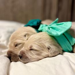 Miss Mint - Light golden female Golden Retriever puppy in Midlothian, Texas from Brightest Days