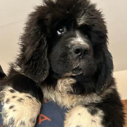Baby Gray (Mochi) - Black male Newfoundland puppy in Marysville, Washington from Black Lions Newfoundlands