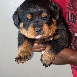 Rottweiler Puppies from Vom Jager Haus Rottweilers