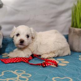 Coton de Tulear puppies from Legacy Pets