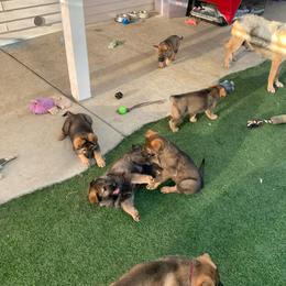 German Shepherd Puppies from Four Pines Ranch