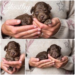 Ghostley - Phantom male Goldendoodle puppy in Woodruff, South Carolina from Crooked Creek Doodles and Poodles
