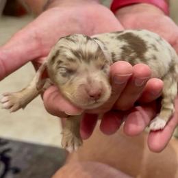 PETER - Dapple male Dachshund puppy in Vero Beach, Florida from Joseph’s Dachshunds