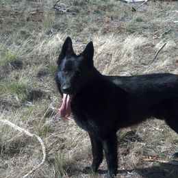 German Shepherd All Grown Up from Koch Hoher Zwinger