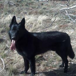 German Shepherd All Grown Up from Koch Hoher Zwinger