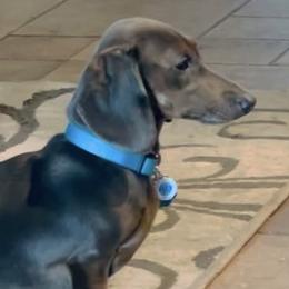 AKC- Luna De Blue - Dachshund