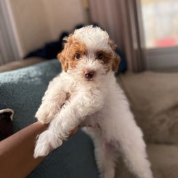 Banjo - Parti male Poodle puppy in Kissimmee, Florida from Unique Poodles