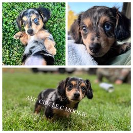 Dachshund Puppies from Circle C Farm