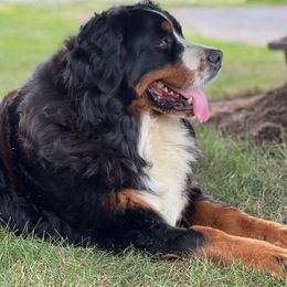 Opel - Bernese Mountain Dog