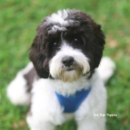 Mikey - Black and white male Cavapoo puppy in Republic, Missouri from Red Skye Puppies