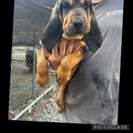 Girl 1 - Black and tan female Bloodhound puppy in Dillwyn, Virginia from Hardiman’s Howlin’ Hounds