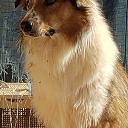 English Shepherds from Middle Tree Farm