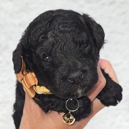 Snoopy - Black male Bernedoodle puppy in Vernon, Texas from Sugarland's Texas Goldendoodles