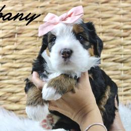 Albany - Tri-color female Bernedoodle puppy in Casa Grande, Arizona from AzDoodle Dandies