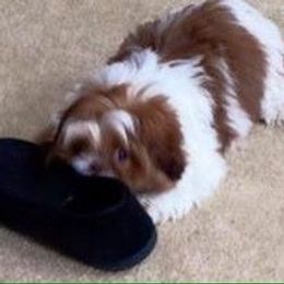 Shih Tzu Puppies from CID Love