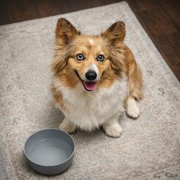 Suki - American Corgi