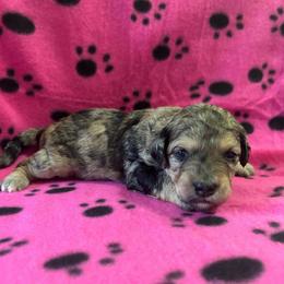Cookie - Brown merle female Aussiedoodle puppy in Nottingham, Pennsylvania from Nottingham Aussiedoodles