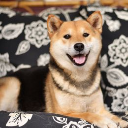 Atama - Shiba Inu