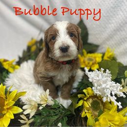Bubble Puppy (B.P.) - Apricot Goldendoodle puppy in Humble, Texas from Texas Shine Doodles