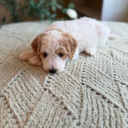 Gregory - Parti male Goldendoodle puppy in Barstow, California from Golden Desert Doodles