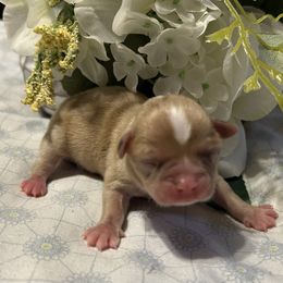Cougar - Merle male Chihuahua puppy in Hampton, Virginia from Chilove Chihuahuas