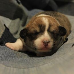 Girl - Sable female Pembroke Welsh Corgi puppy in Williams, California from Bear Creek Corgis