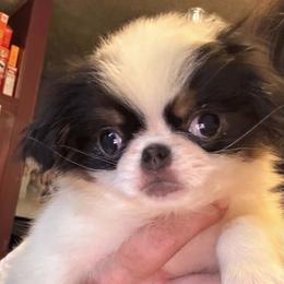 Tri Girl - Black tan and white female Japanese Chin puppy in Elkview, West Virginia from Almost Heaven