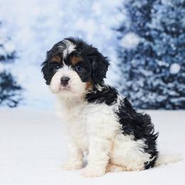 Ava - Tri-color female Cavapoo puppy in Apple Creek, Ohio from Grandeur Valley Puppies