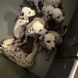 Dalmatian Puppies from Dalmatian Creation